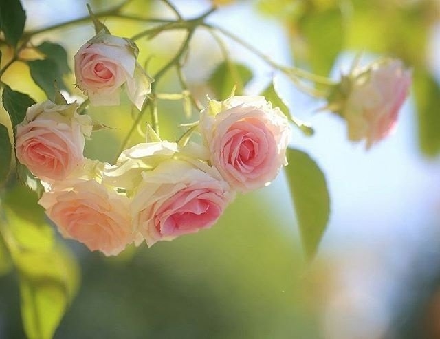 一组漂亮的蔷薇花开图片欣赏