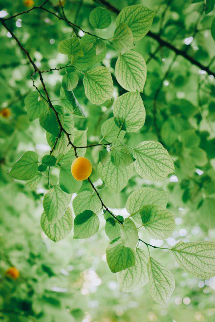 一组挂在树上的杏子图片