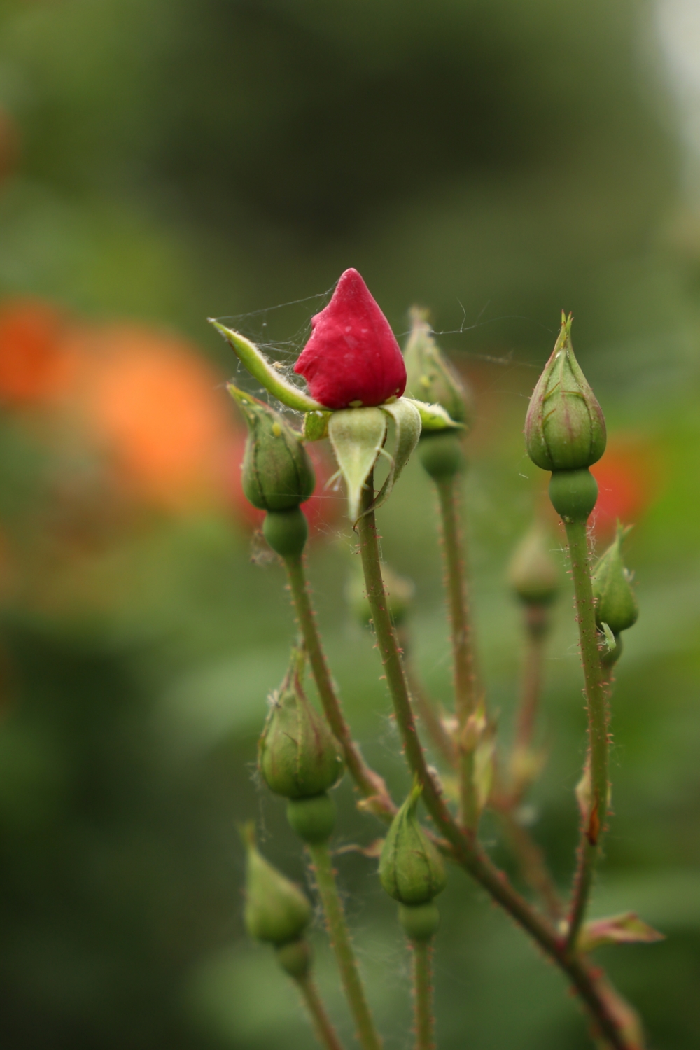 红色妖娆的蔷薇花图片欣赏