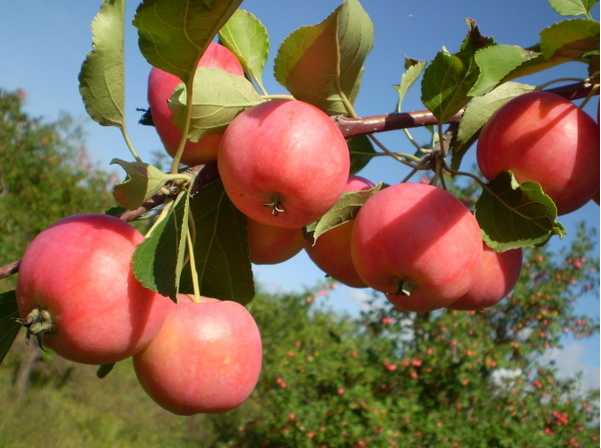 挂在树上超级新鲜又红红的苹果