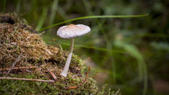 一朵朵可爱的小蘑菇图片欣赏