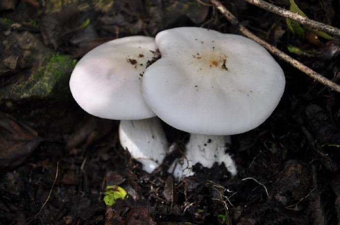 一组白色干净的小蘑菇图片欣赏