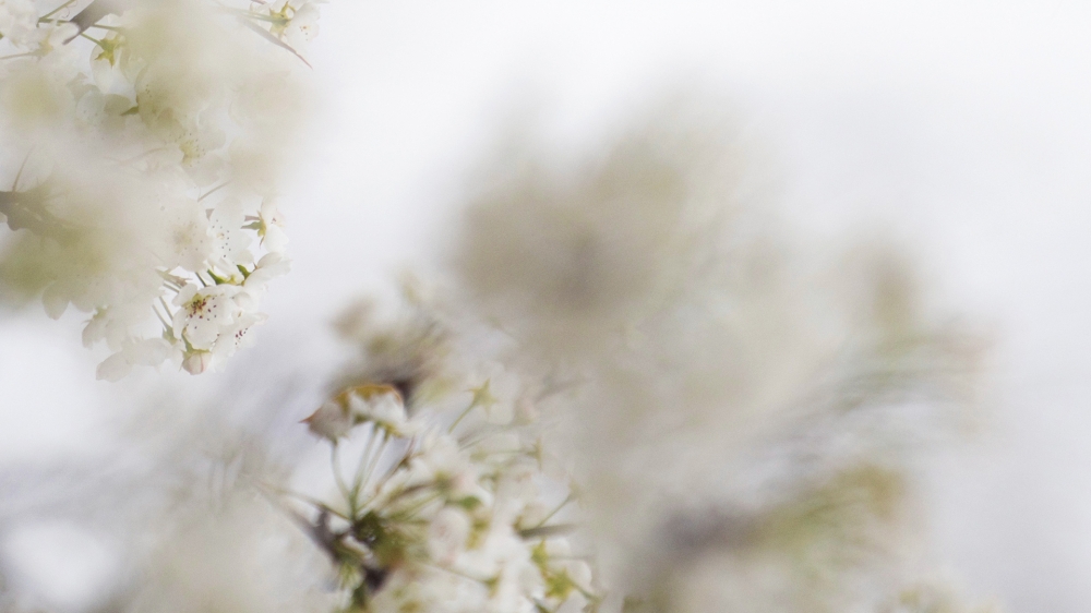 一组绽放的梨花中夹着雪花的唯美图片欣赏