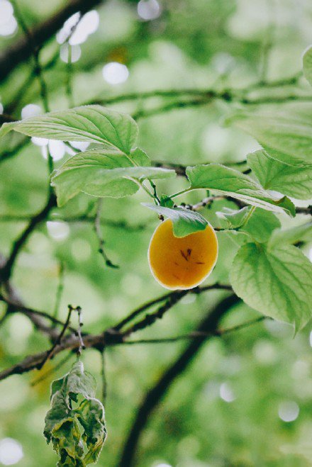 一组挂在树上的杏子图片