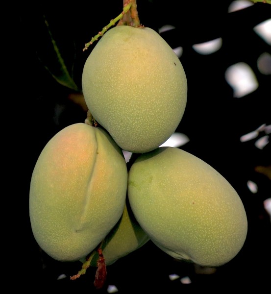树枝上未成熟的芒果图片