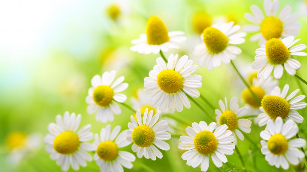 白色雏菊是一种花瓣白色花心是黄色的小花朵