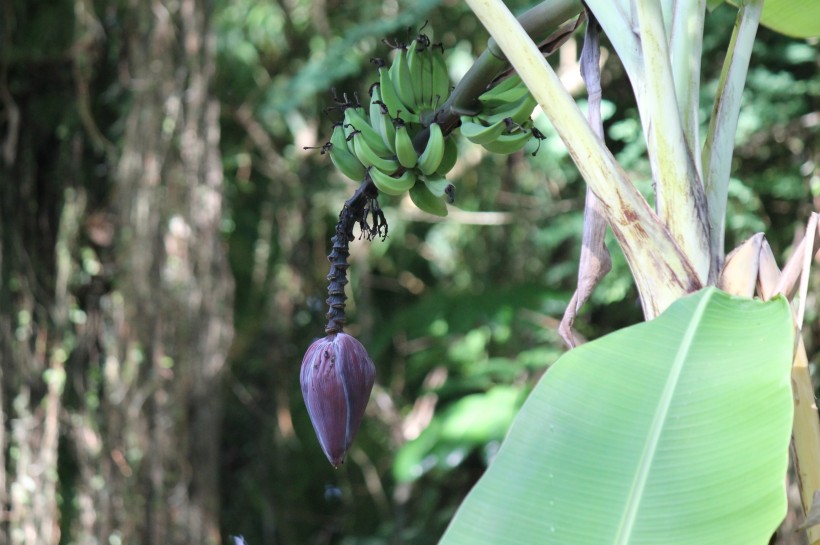 长在树上的绿色香蕉高清图片欣赏