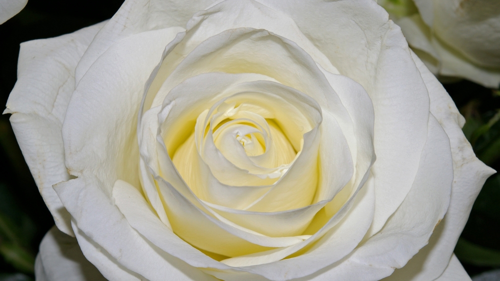 一组高清纯香的白玫瑰高清图片欣赏