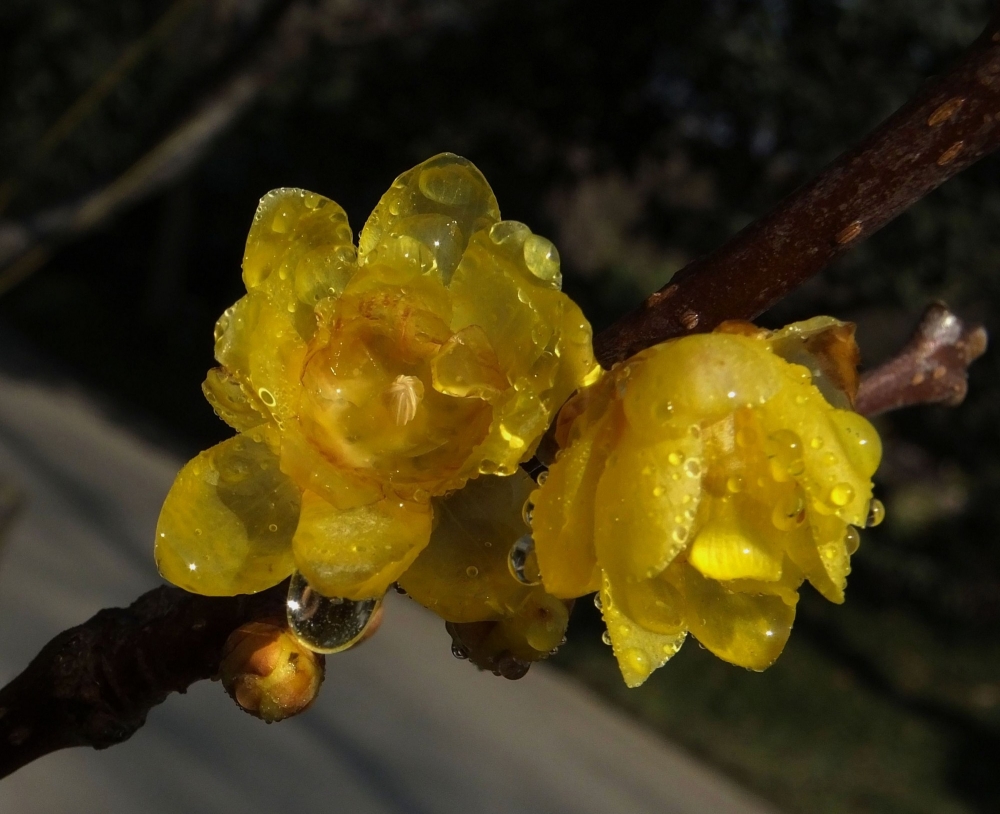 傲雪斗霜的黄色腊梅花图片