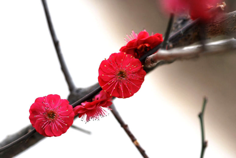 一组花色艳丽的红梅花图片欣赏