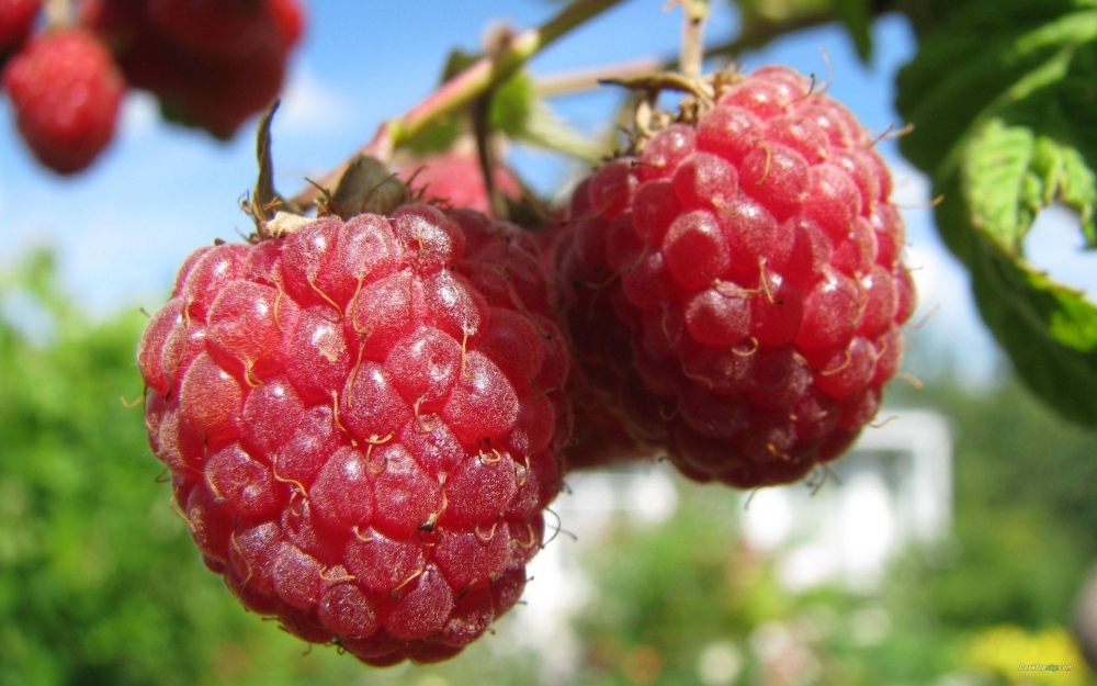 果肉丰满的红树莓小清新图片