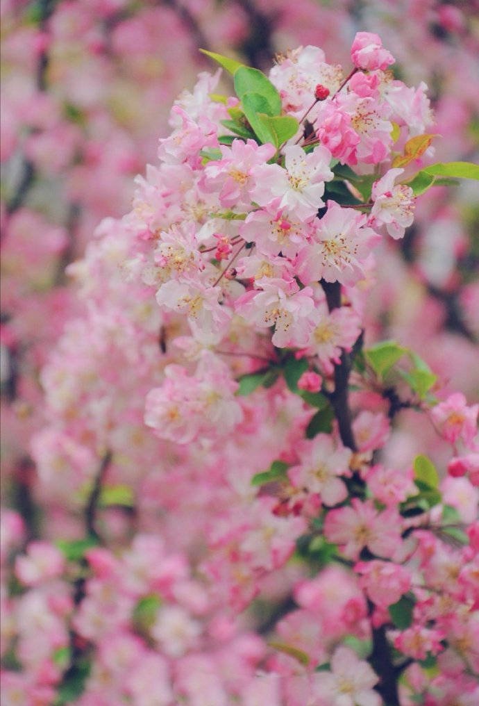 三月初春，自然是草长莺飞、花红柳绿的人间好时节