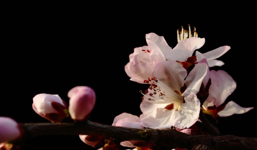 美丽的山桃花图片