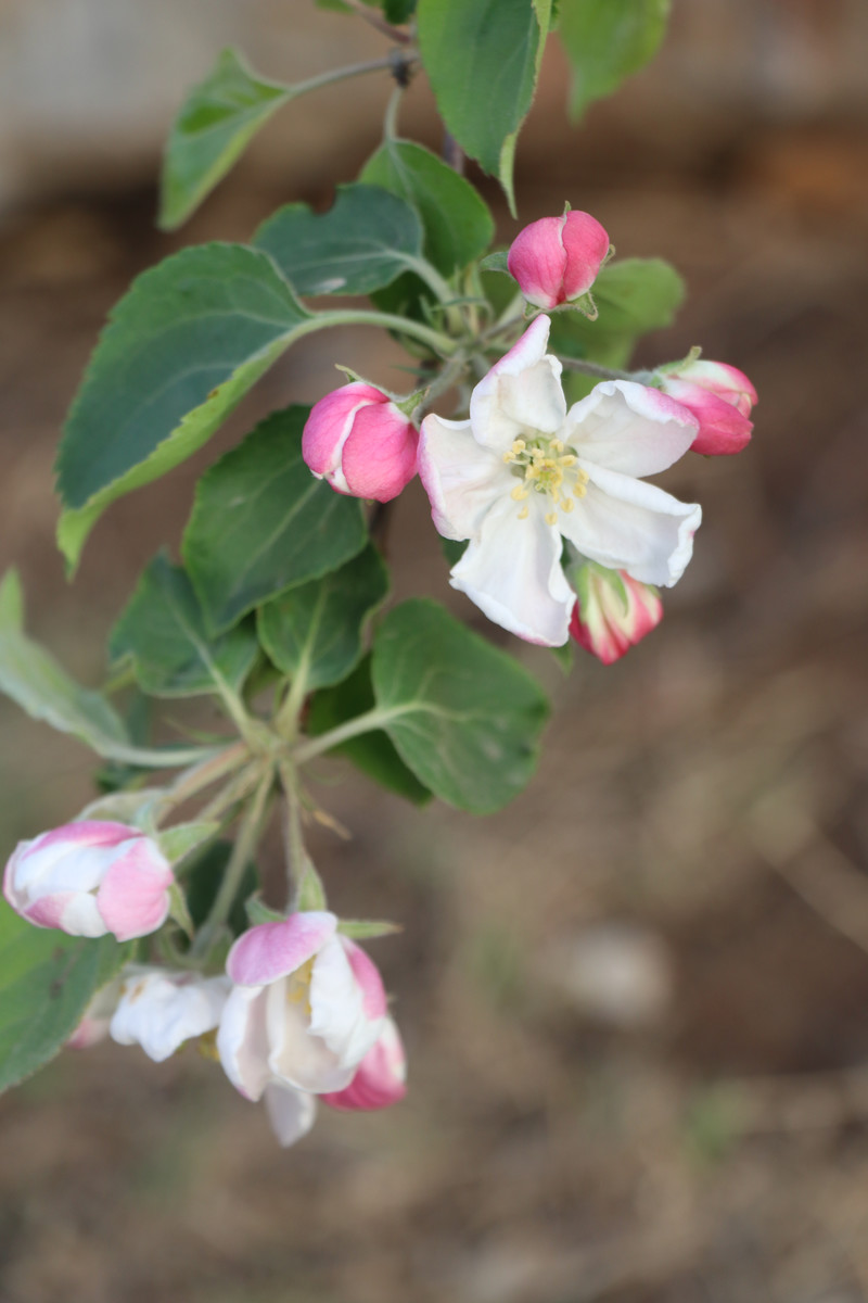 6月开花的植物苹果花图片欣赏