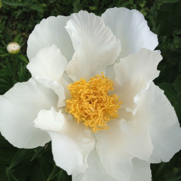 高贵优雅的白色牡丹花图片
