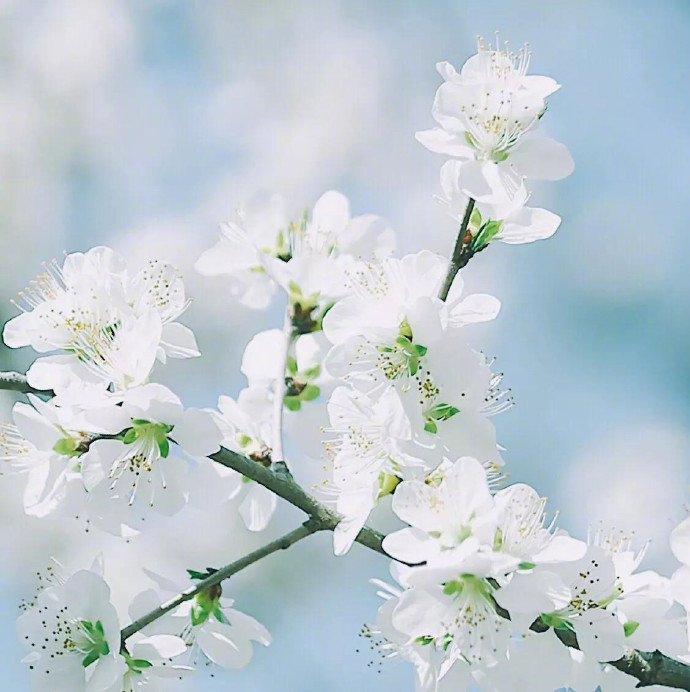 樱花树下的许愿，随着花瓣的飘落化为一片片思念