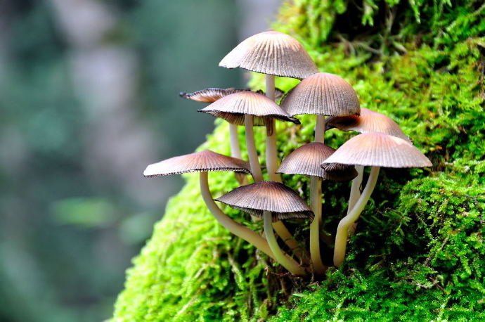 一组山上的野生小蘑菇图片