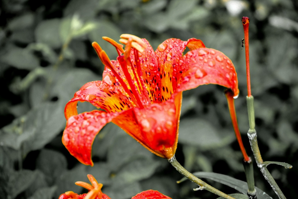 雨中橙色百合花唯美图片欣赏