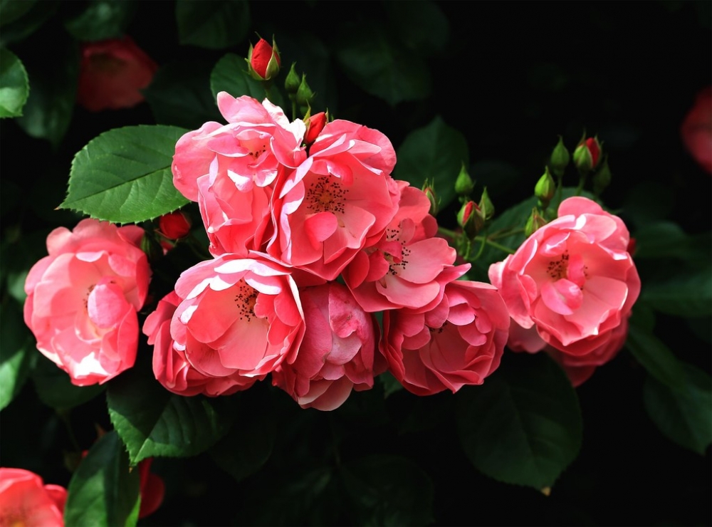 一组花团锦簇的蔷薇花图片