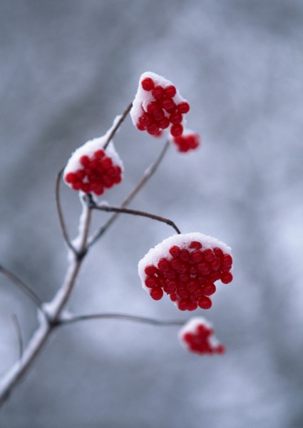 雪中植物花朵图片