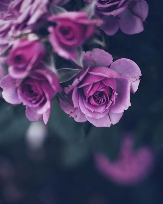 一组紫色美丽迷情的花朵图片
