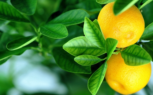 树上诱人的橙子高清图片