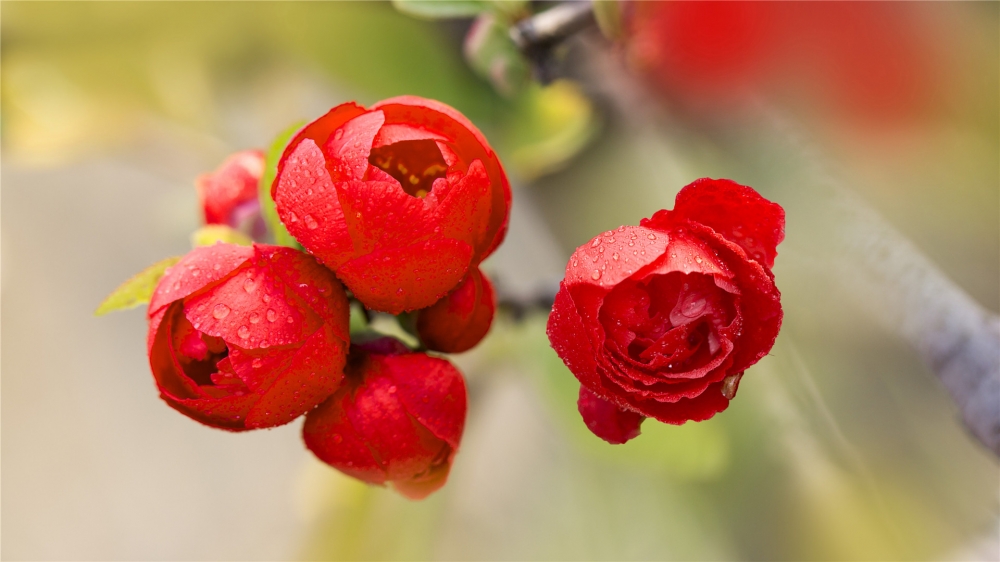 唯美雨后红色艳丽的海棠高清图片欣赏