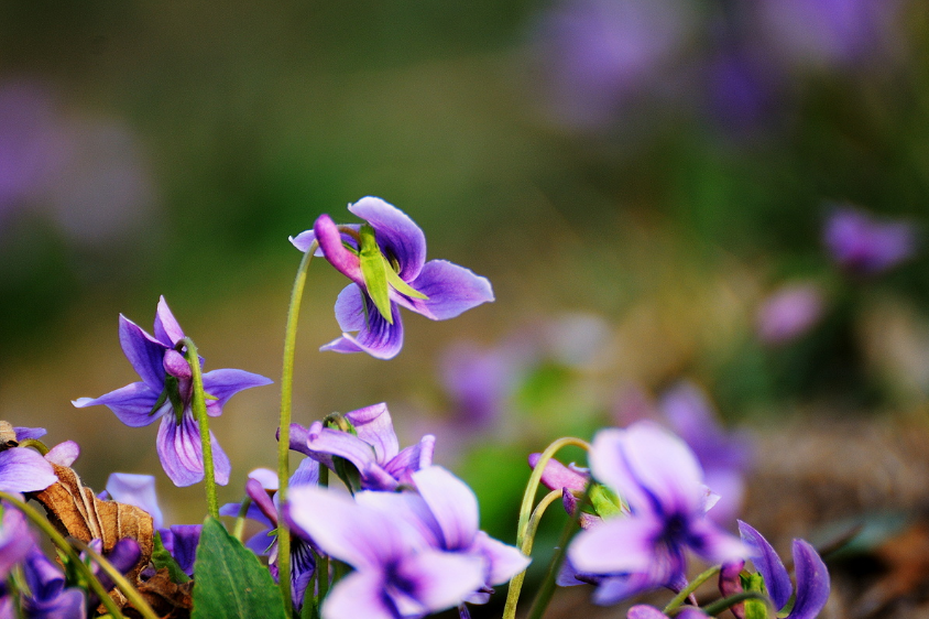 紫花地丁在中国多见于田间、草丛、灌木