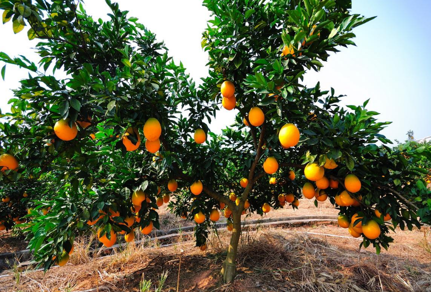 一组超级新鲜的橙子高清图片欣赏