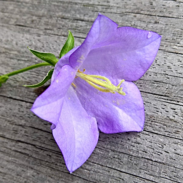 盛开的紫色桔梗花图片