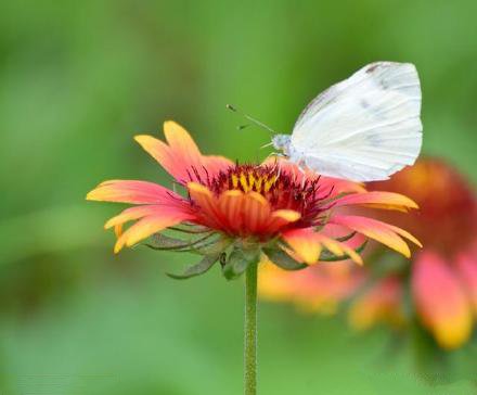 蜜蜂和蝴蝶在花中飞舞的图片