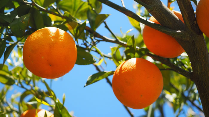 树上等待采摘的橙子图片欣赏