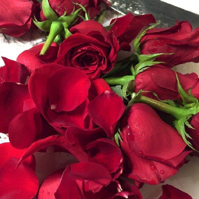红玫瑰代表着爱情，爱情充满浪漫而富有激情