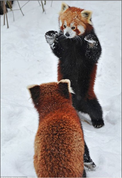 奥地利两只小熊猫雪地上演真功夫