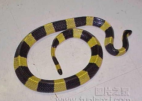 金环蛇图片