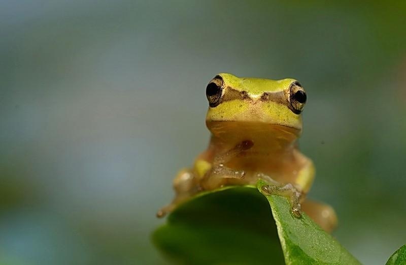 可爱的青蛙小雨蛙