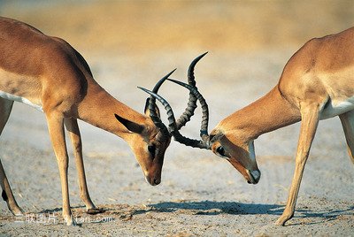 动物美丽的羚羊图片