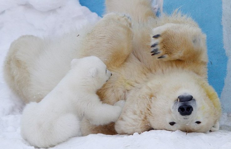 北极熊母子雪中嬉戏