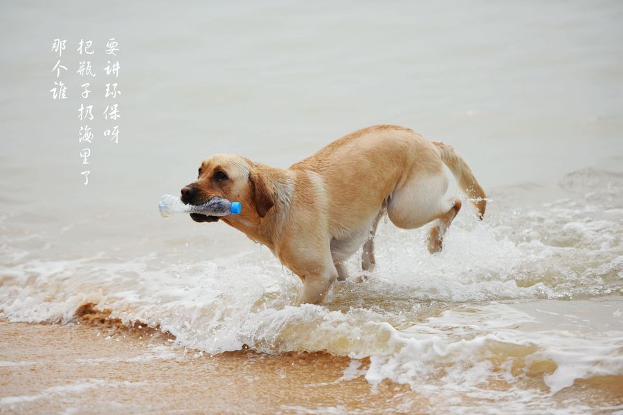海边的狗狗