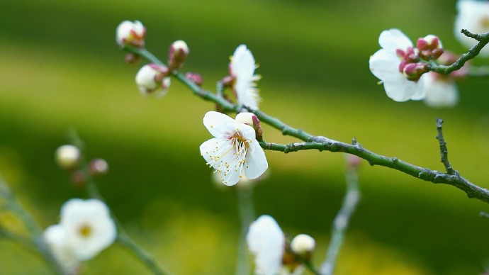 扬馨绽蕾来报春的梅花图片
