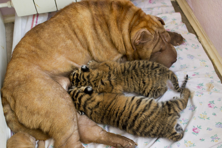 西伯利亚老虎幼崽与猫狗亲密无间