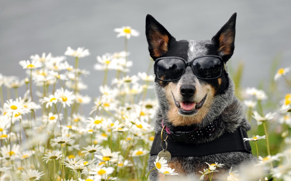 超萌狗狗牧牛犬秋季户外写真图片壁纸