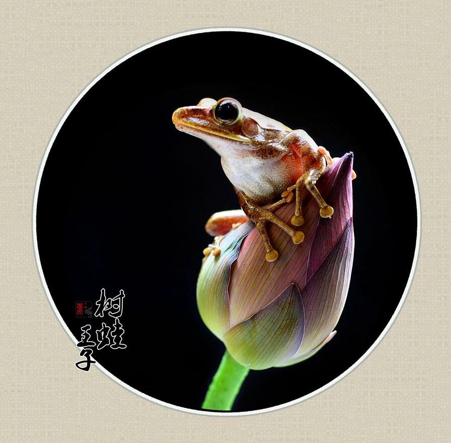 树蛙王子图片