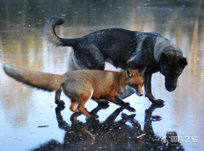 狐狸与狗成亲密好友