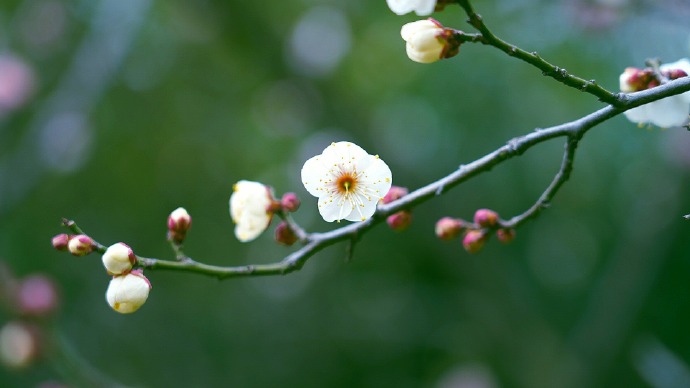 扬馨绽蕾来报春的梅花图片