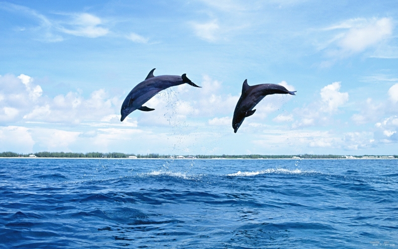 海之精灵-海豚图片