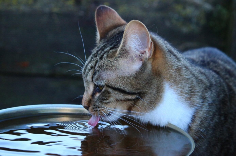 小猫喝水图片