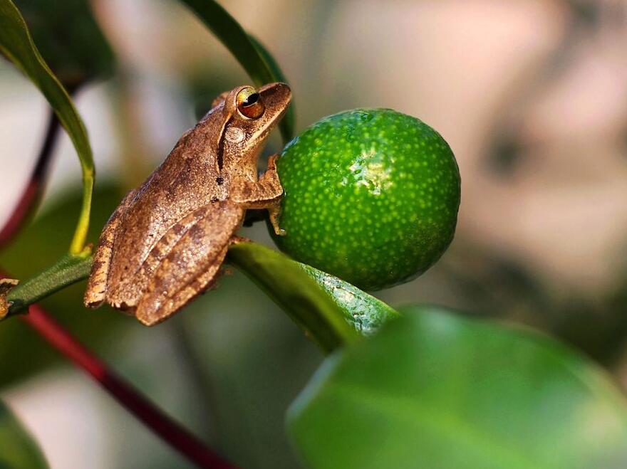 橘子树上的树蛙