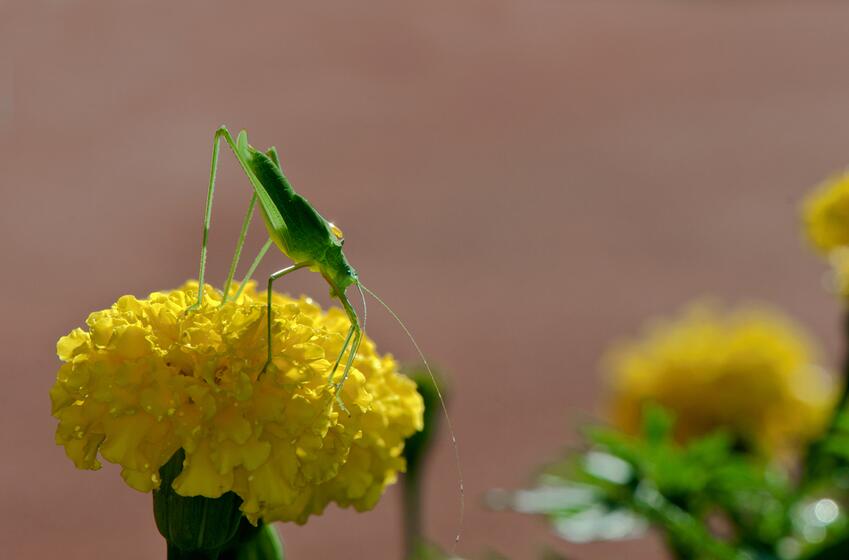 蟋蟀站在花朵上