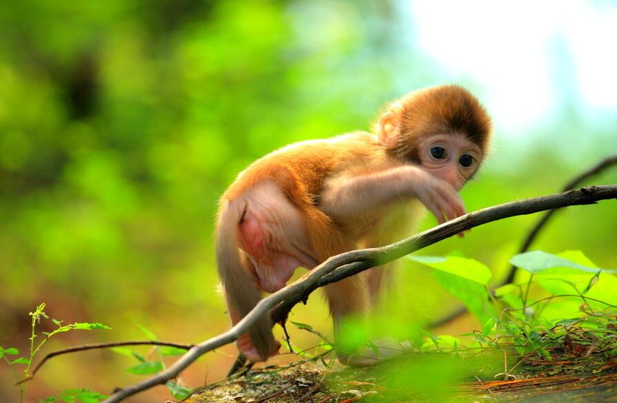 猴岛上的小猴子
